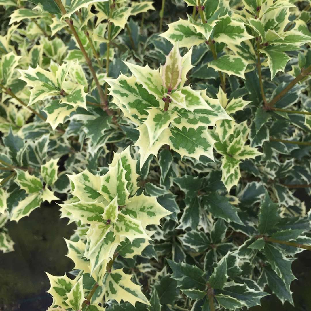 Close up of variegated Variegatus Osmanthus foliage